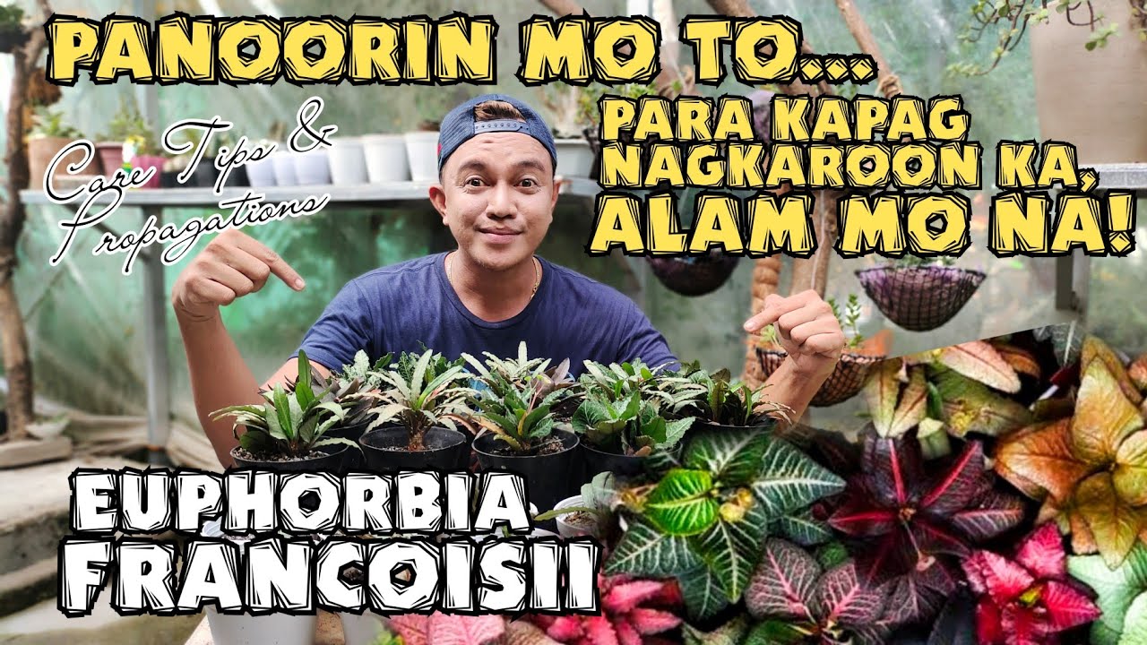 EUPHORBIA FRANCOISII- THE NEW RISING PLANTS | CARE TIPS & PROPAGATIONS