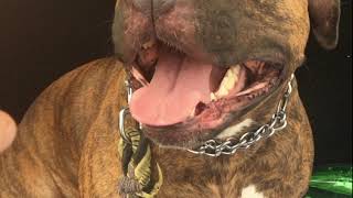 Nailas American Pitbull 6 Anni Brindle Black Nose Terrier