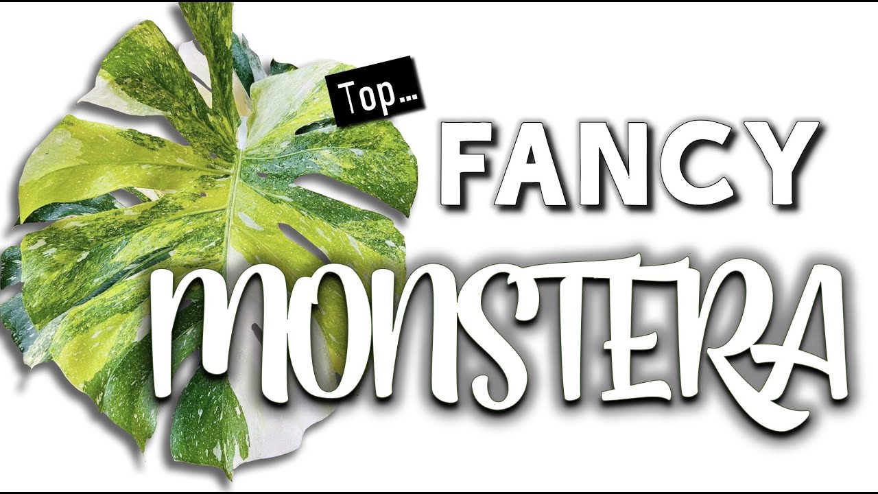 Fancy Monstera Top Rarest & Most Expensive Monstera Deliciosa Types