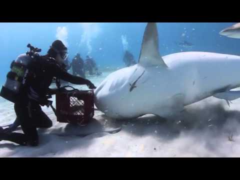 Epic Tiger Shark Diving
