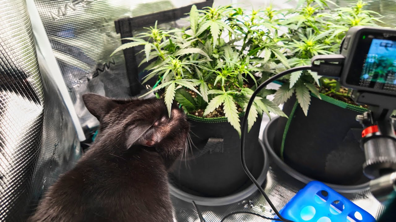 Mein Cannabis Anbau Woche 6 - Stretch, Low Stress Training, Luftfeuchtigkeit | Purple Skunk Auto