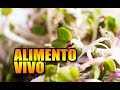Germinação - Como fazer brotos em casa. Muito Fácil - # 1