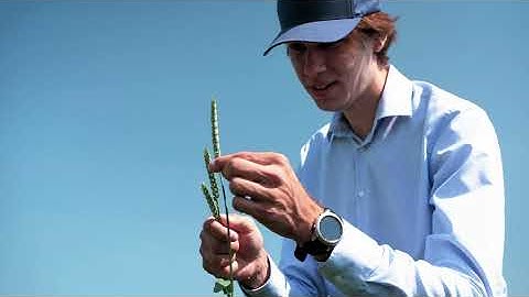 Amphays - Wheat Pollen Analysis with the Ampha P20