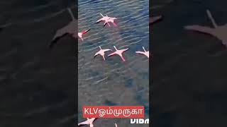 awesome  super flying direction birds bird shorttrending