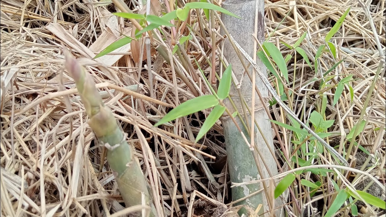 วิธีปลูกไผ่บงหวานเพชรน้ำผึ้งเบอร์ 9 ให้ออกหน่อเร็ว ตอนกิ่งได้