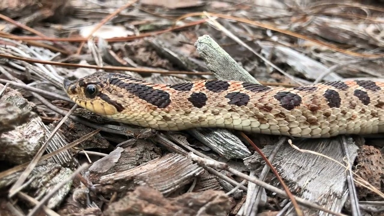 Looking forward to a great New Year from PROJECT SIMUS FLORIDA!