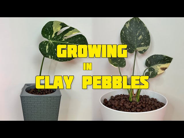 How to Grow and Propagate Monstera Thai Constellation? PART 1 - YouTube