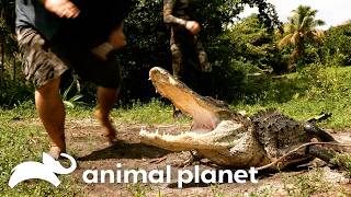 Extremely Close Call! Gator Almost Bites Jimmy! | Gator Boys | Animal Planet