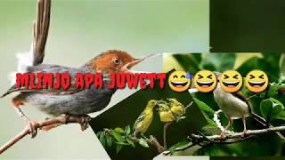 Bandingkan mp3 juwet ini dengan mlinjo