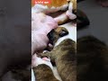 幸せを運ぶ子犬 #KoreaPuppies #JapanDogs