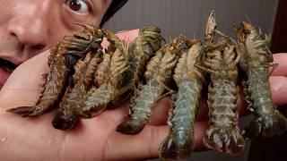 이러면 진짜 안 됩니다… 외래종 가재가 폭증하고 있습니다만 내가 다 먹음