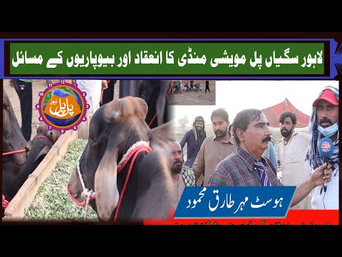 Lahore saghiyan pul moveshi mandi ka inaqad aur masail Pal Pal News tv