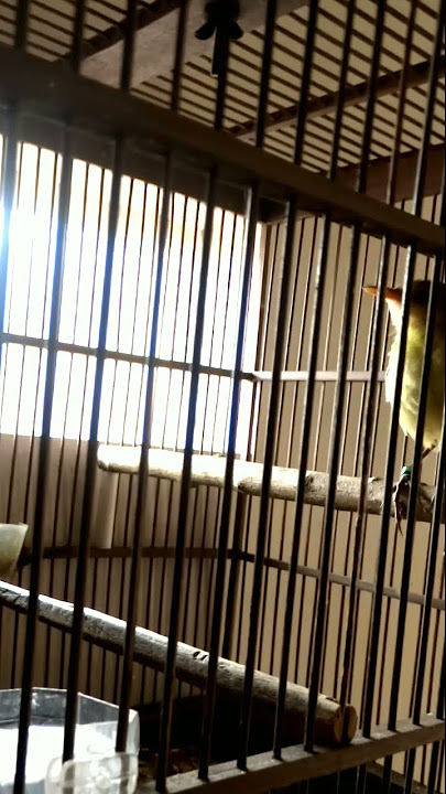 Anak burung cucak koreng jantan belajar bunyi