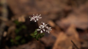 How I use adobe bridge