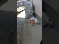母猫が子猫に授乳している姿を発見するが・・・#shorts