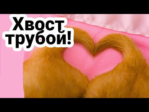 О ЧЁМ ВИЛЯЕТ ХВОСТ СОБАЧИЙ? 🐶🤔| Как и по каким причинам пёс будет вилять хвостом? #собаки #tail