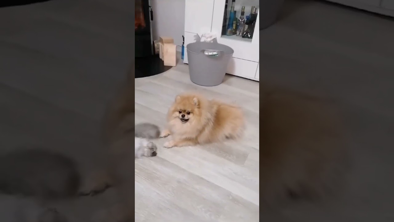 Том кайфует 🔥а Бэлла играть хочет 🐕❤️‍🔥