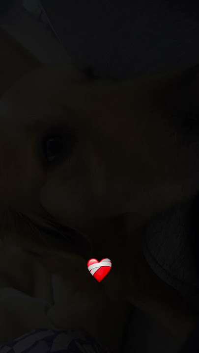 Do you like my pet my cute cute pet ๐๐๐๐๐โบ๏ธโบ๏ธโบ๏ธโฅ๏ธโฅ๏ธโฅ๏ธโฅ๏ธ๏ฟผ