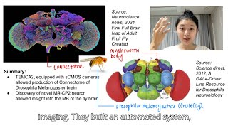 Neural Mapping Of The Fruit Fly Brain