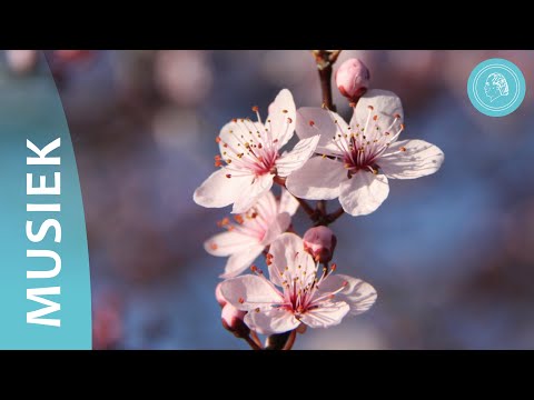 Video: Lente is ontwaking en liefde