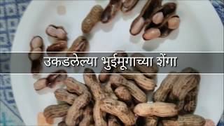 भुईमुगाच्या ओल्या शेंगा उकडण्याची सोपी पद्धत | boil peanut at home recipe in marathi