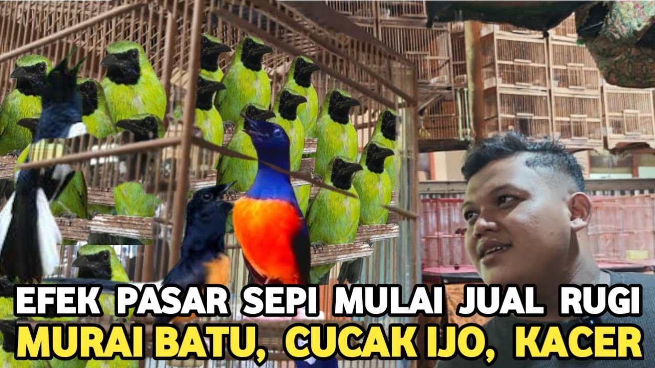 CAK IJO JTN DR 400 RIBU MURAI BATU KLEWER 380 RIBU KACER TROTOL JTN 120 RIBU DI PASAR BURUNG PRAMUKA