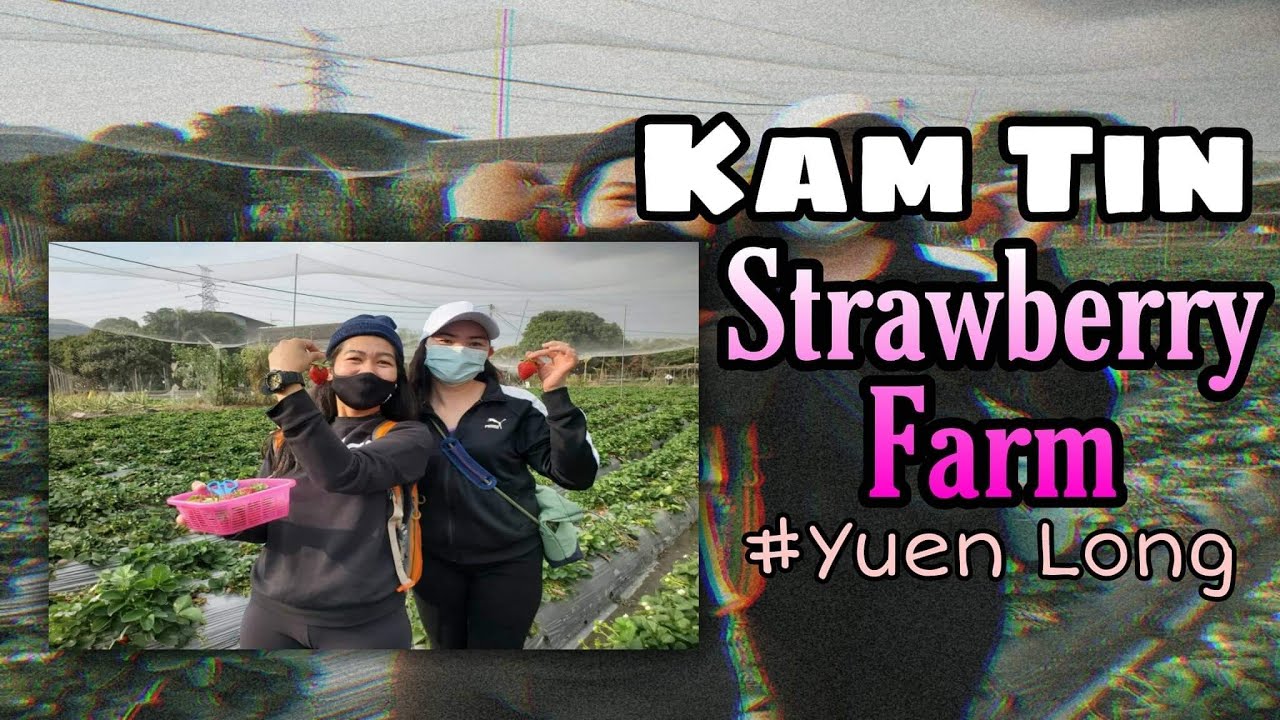 Kam tin strawberry farm yuen long YouTube