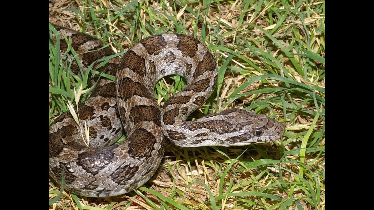 Крысиных змей. Крысиная змея Эмори. Drymarchon melanurus. Крысиная змея Бэйрда. Pantherophis bairdi.