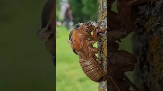 Various Stages of Periodical Cicadas #cicadas #cicadas2024 #periodicalcicadas