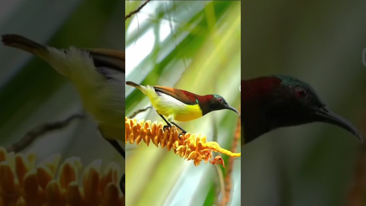 Purple-rumped Sunbirdമഞ്ഞ തേൻകിളി 