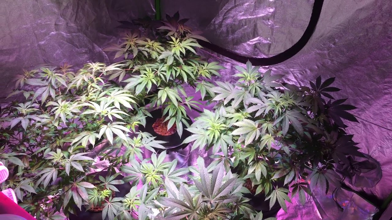 Legal grow tent. How I deal with mildew. 5x5 grow tent 