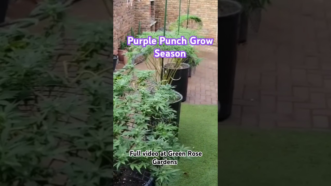 Green Rose Gardens, Purple Punch Cannabis Grow Season