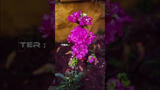 Mobile Photography Magic #beforeafter #editingmagic #trending #viral #subscribe #shorts #ytshorts