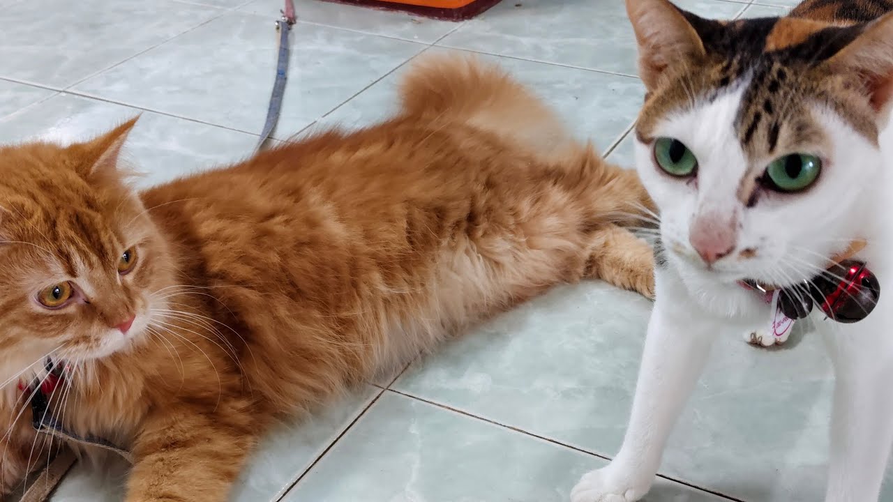 🔴Live.5/68 เล่นกับน้องเหมียว 