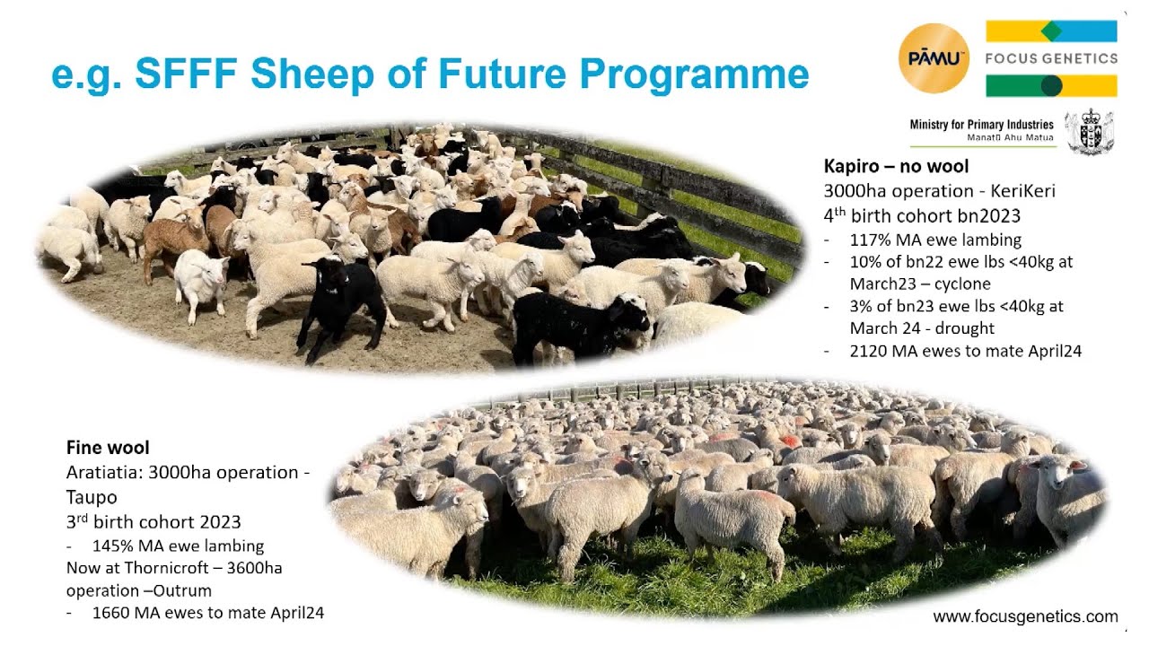 Workshop: Sheep of the Future - YouTube
