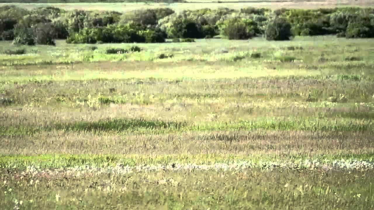 osprey and antelope vs wolf