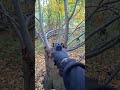 destroying bottles with walter ppq co2 0.43 #shorts #short #youtubeshorts #airgun