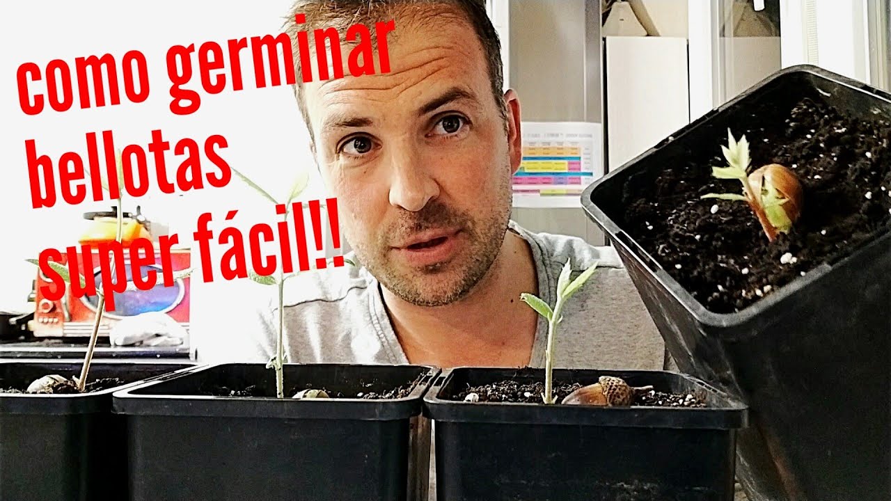 COMO GERMINAR BELLOTAS SUPER FÁCIL. Plantemos árboles para nuestro futuro!