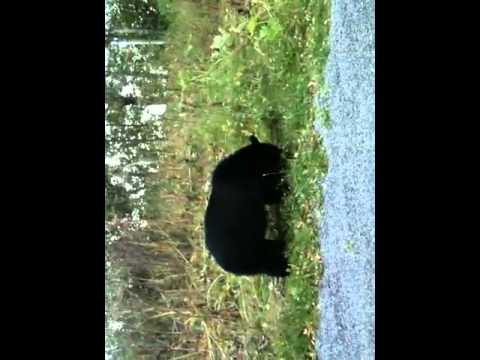 Black bear in Stuckagain