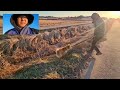 [가을이] 가을이와 매일 산책을 합니다.