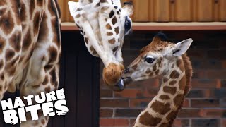 Baby Giraffe Learns How to Run | The Secret Life of the Zoo | Nature Bites