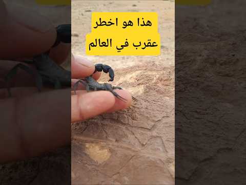 هذا هو اخطر عقرب في العالم  عقرب عقارب العقربالاسود غموض مغامرات تجربة تجارب