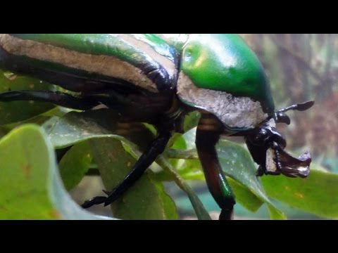 BUGarium - Bugs, Spiders, Lizards, Naked Mole Rat 