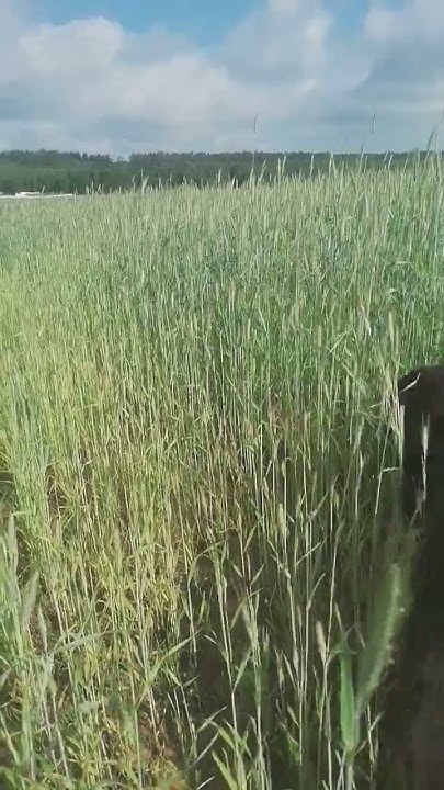 васількі - YouTube