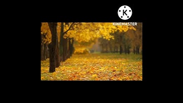 قران سورة الإخلاص الشيخ ماهر المعيقلي