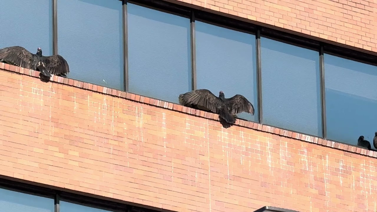 Warming #vultures — late #February2026 