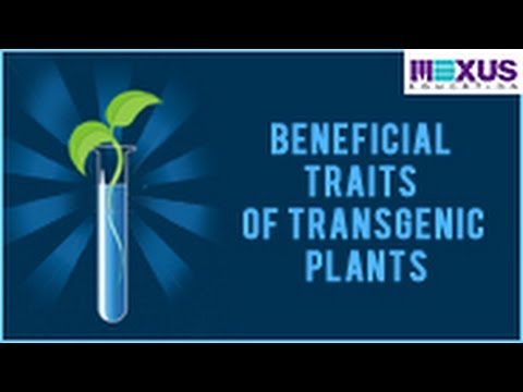 beneficial-traits-of-transgenic-plants