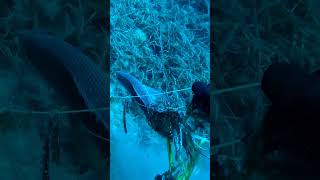 SİNARİT, E DEVAM 🤣 #fishing #spearfishing #fish #ocean