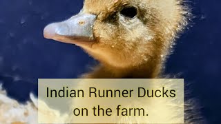Why Indian Runner Ducks? | Maine Farm