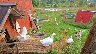October BARN OPENING! _ Homestead Updates! // Whitt Acres